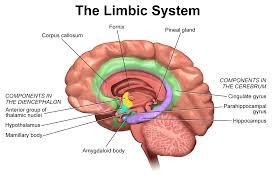 How Knowledge Of The Schumann Resonance, The Amygdala Gland And Essential Oils Can Heal Our Bodies And Save The Planet The-limbic-system